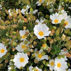 Meet your Posher, Meron